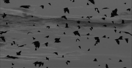飛ぶ 𝙵 𝙻 𝚈.